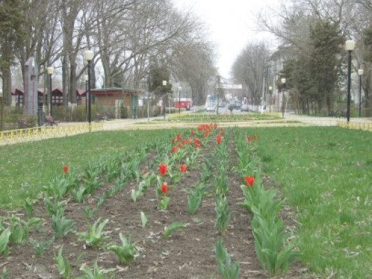 Au fost găsiţi palmierii furaţi de la Eforie